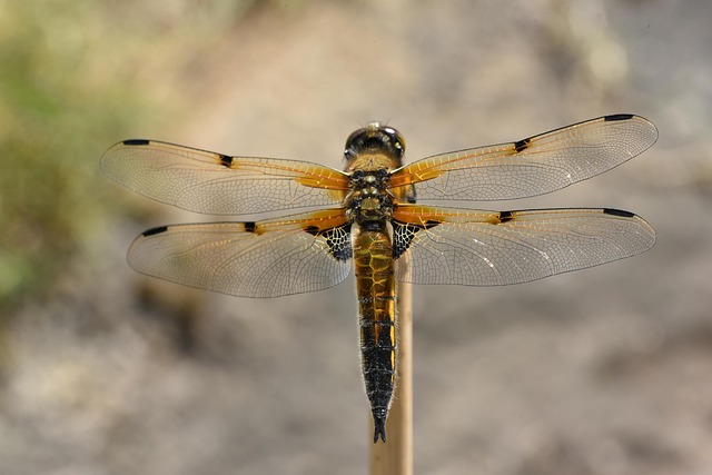무료소개팅어플 관련 이미지 2