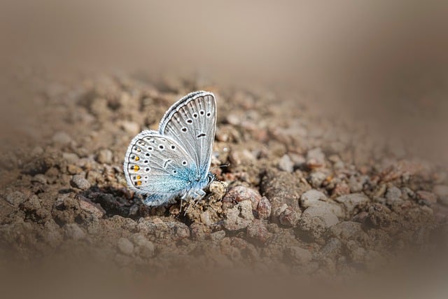 아만다매칭 관련 이미지 3